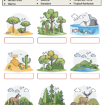 Biome Activity Worksheet