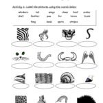 Animal Body Parts Worksheets Animals body: English ESL worksheets pdf & doc