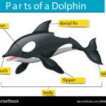 Dolphins Body Parts Worksheets Diagram showing parts of dolphin Royalty Free Vector Image