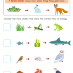 Food Chain Worksheets Food Webs and Food Chains Worksheet: Free Printable PDF for Children