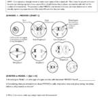 Meiosis Worksheet Answer Key Pdf – Kidsworksheetfun