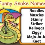 You’ll Love These Cute and Funny Names for Your Pet Snake | Pet snake