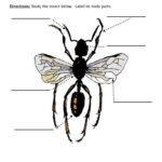 ️Insect Anatomy Worksheet Free Download| Goodimg.co