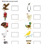 Birds Worksheets - Same Birds Worksheets PDF – worksheetspack