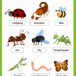 Insects – Free Worksheet – SKOOLGO