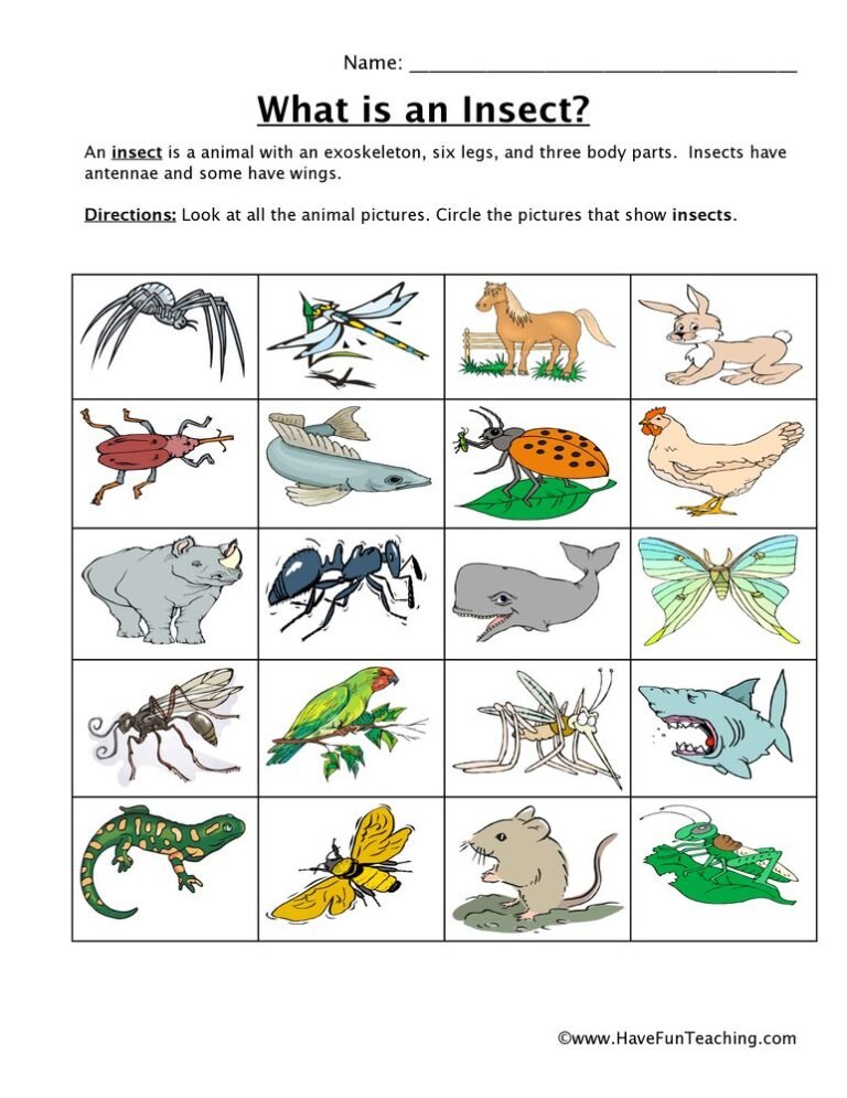 Free Printable Bug Worksheets - Worksheets Day