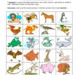 Mammals First Grade Worksheets Mammal Classification Worksheet – Have Fun Teaching