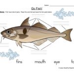Fish Parts Worksheet by Teach Simple