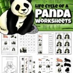 🐼 Free Printable Panda Worksheets (w/ Life Cycle and Coloring Pages)