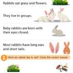 Rabbit Facts Free download Worksheet for kids