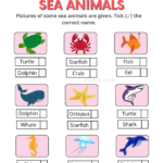 Sea Animals Worksheets for Kindergarten – Kidpid