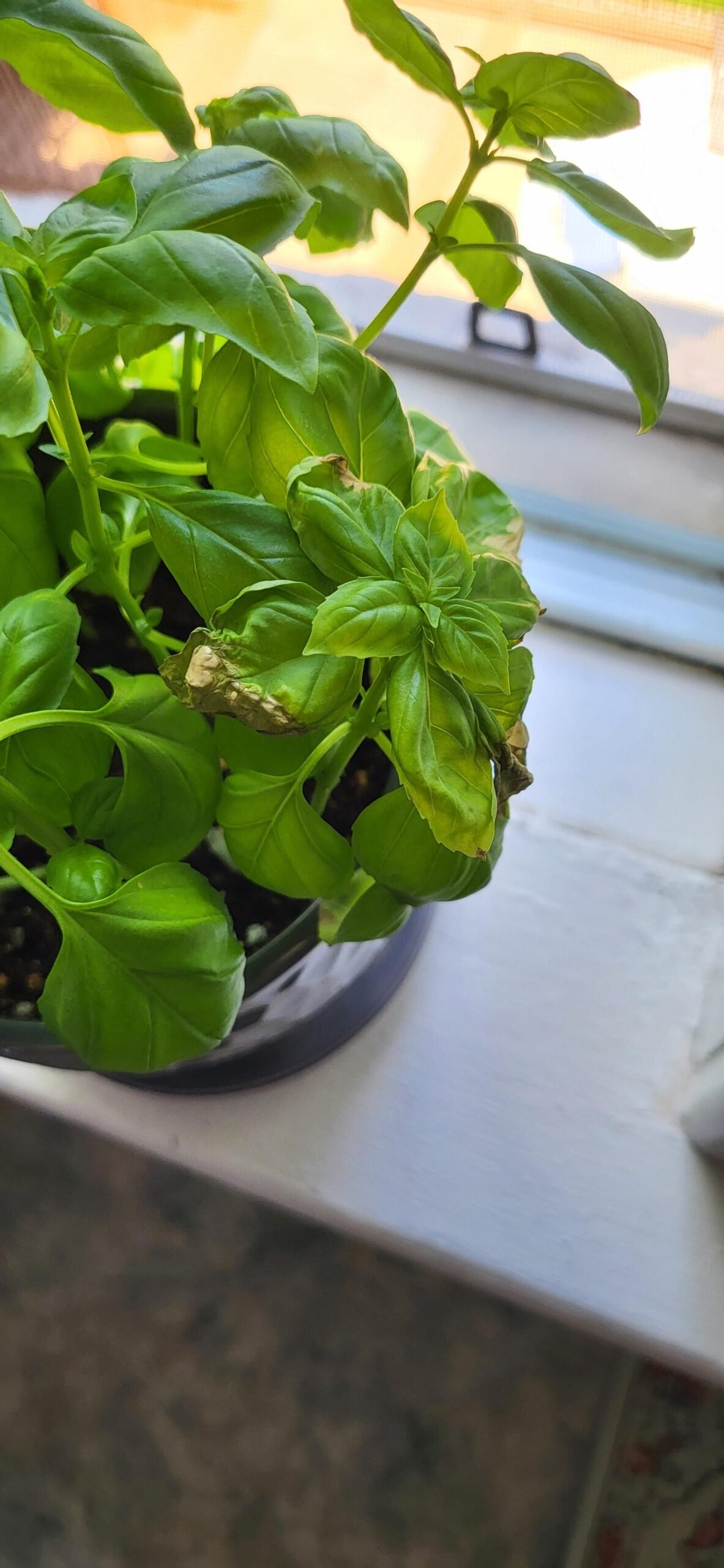 What's wrong with my basil? : r/gardening