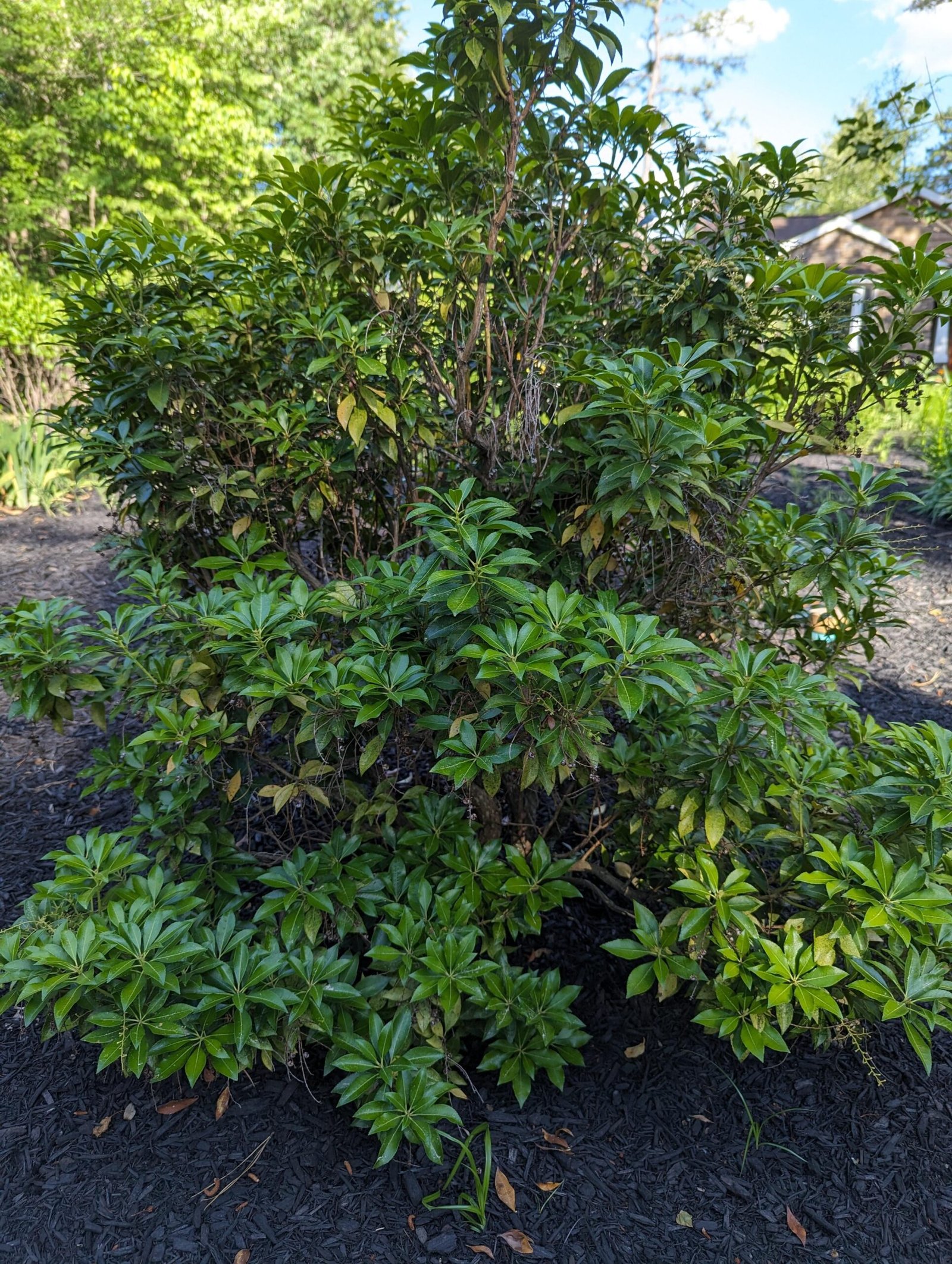 What's wrong with my Pieris? : r/landscaping