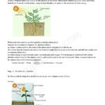 NCERT Solutions for Class 7 Science Chapter 1 Nutrition In Plants …