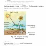 Class 7 Science Chapter 1 Worksheets NCERT Solutions for Class 7 Science Chapter 1 Nutrition In Plants