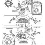 Photosynthesis and Cellular Respiration Diagram Labeling (6-8 Grade NGSS)