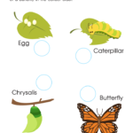 Life Cycle of Butterfly Worksheet: Free Printable PDF for Kids