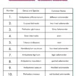 13 Dichotomous Key Worksheets – Free PDF at worksheeto.com
